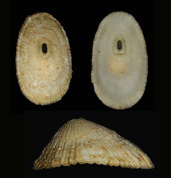 Diodora dorsata